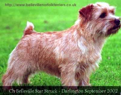 Belleville Star Struck | Norfolk Terrier 