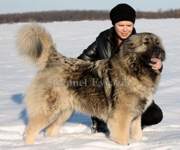 Udalia of Galdon | Caucasian Mountain Dog 