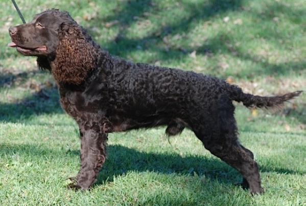 Kei-Rin's Creamy Dark | American Water Spaniel 