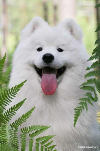 Alkhabor Almira Heart of King | Samoyed 