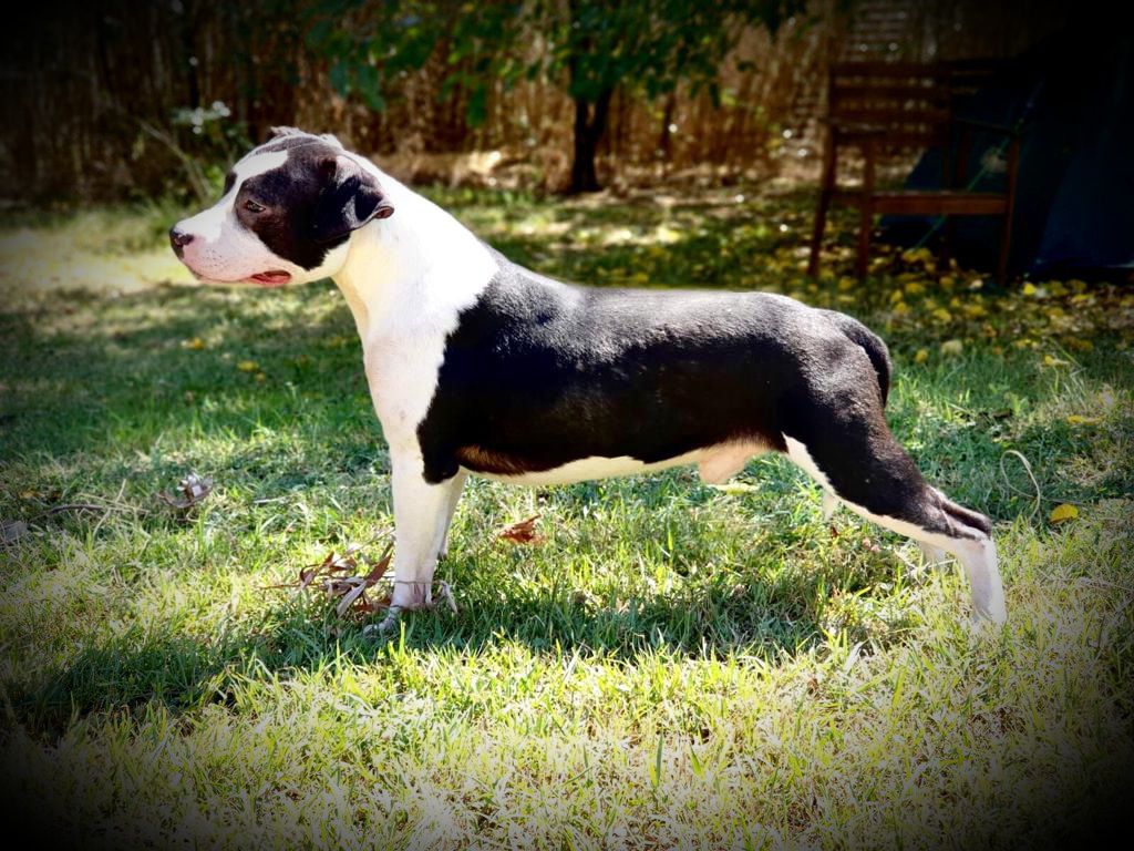 Real Am Staf Mac | American Staffordshire Terrier 