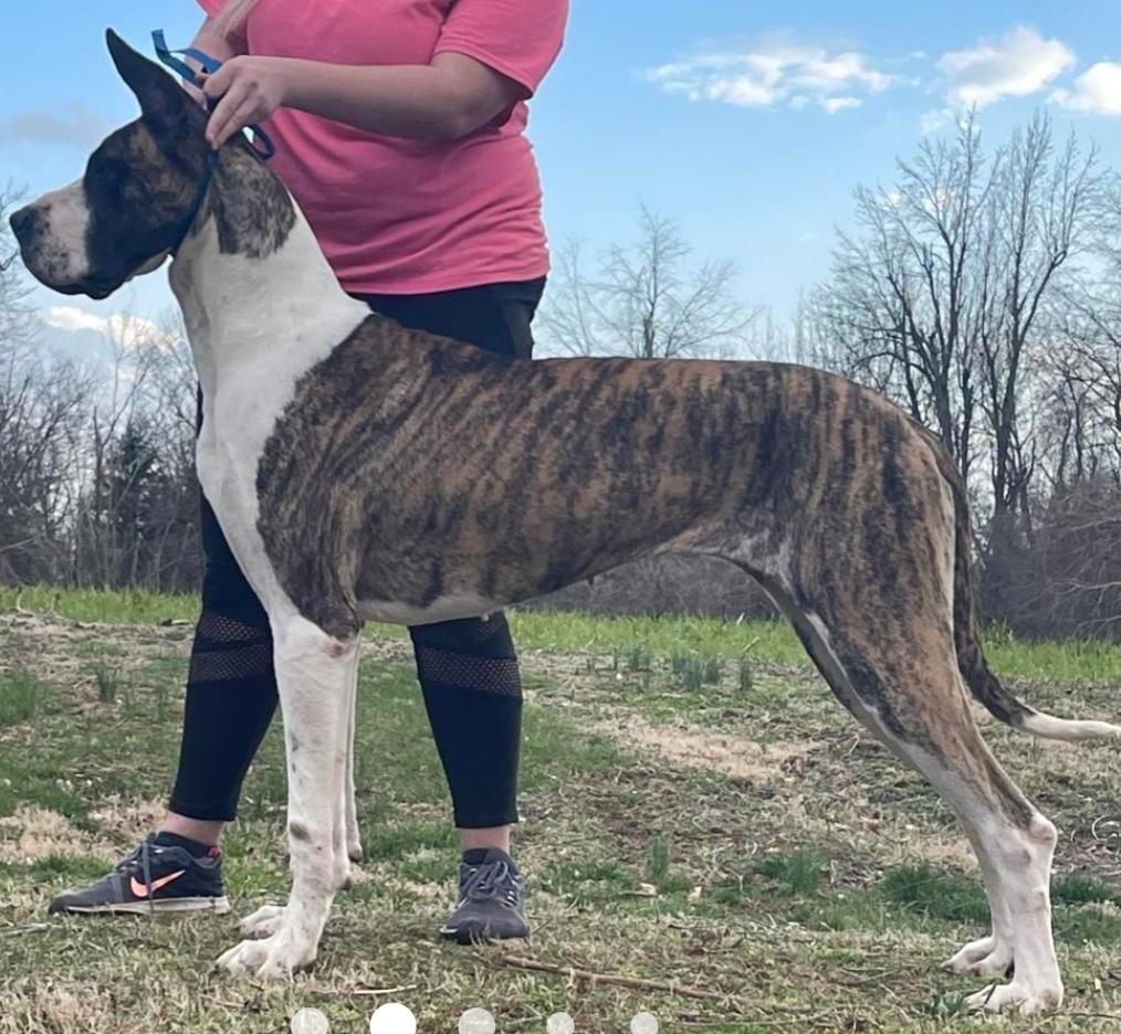 DRDs Diamond In The Rough | Great Dane 