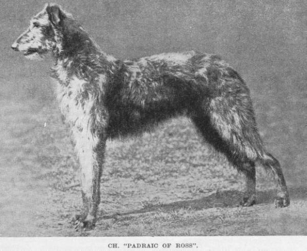 Padric of Ross | Scottish Deerhound 