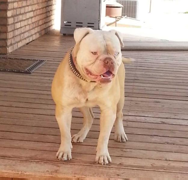 RCK's Throwback O.G Mack | American Bulldog 