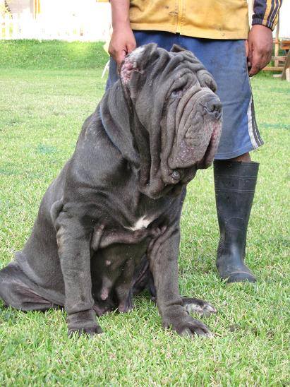 Helena dello Scultore | Neapolitan Mastiff 