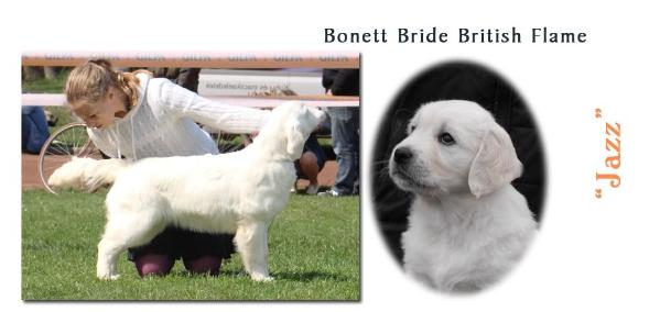 Bonett Bride British Flame | Golden Retriever 