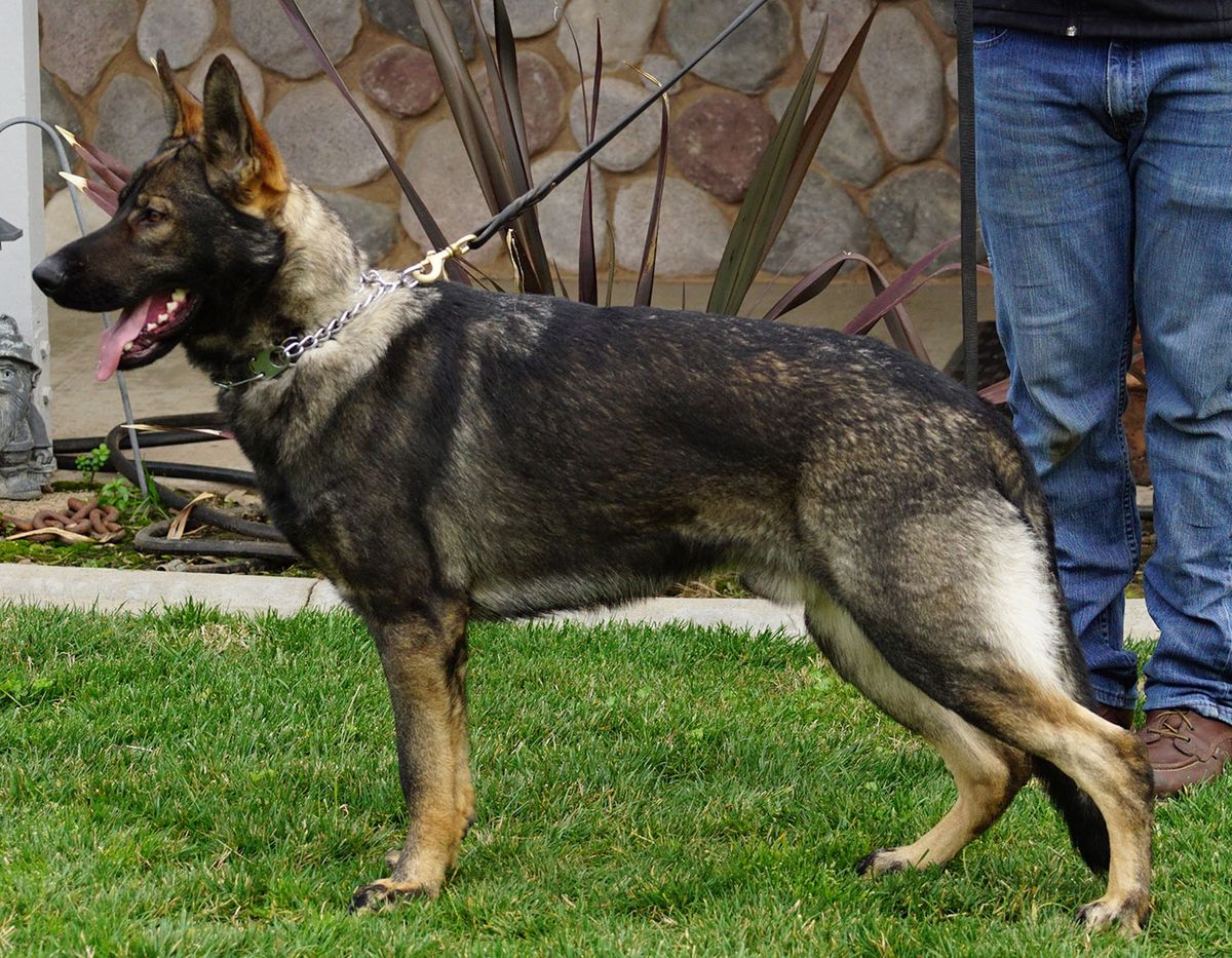 Xander of Kreative | German Shepherd Dog 