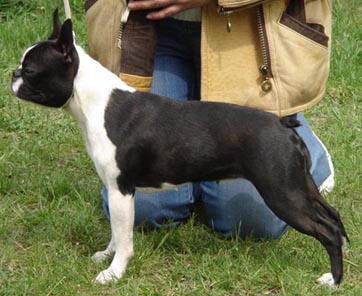 Lizaveta Vtoraya iz Kuntsevskogo Dvorika | Boston Terrier 