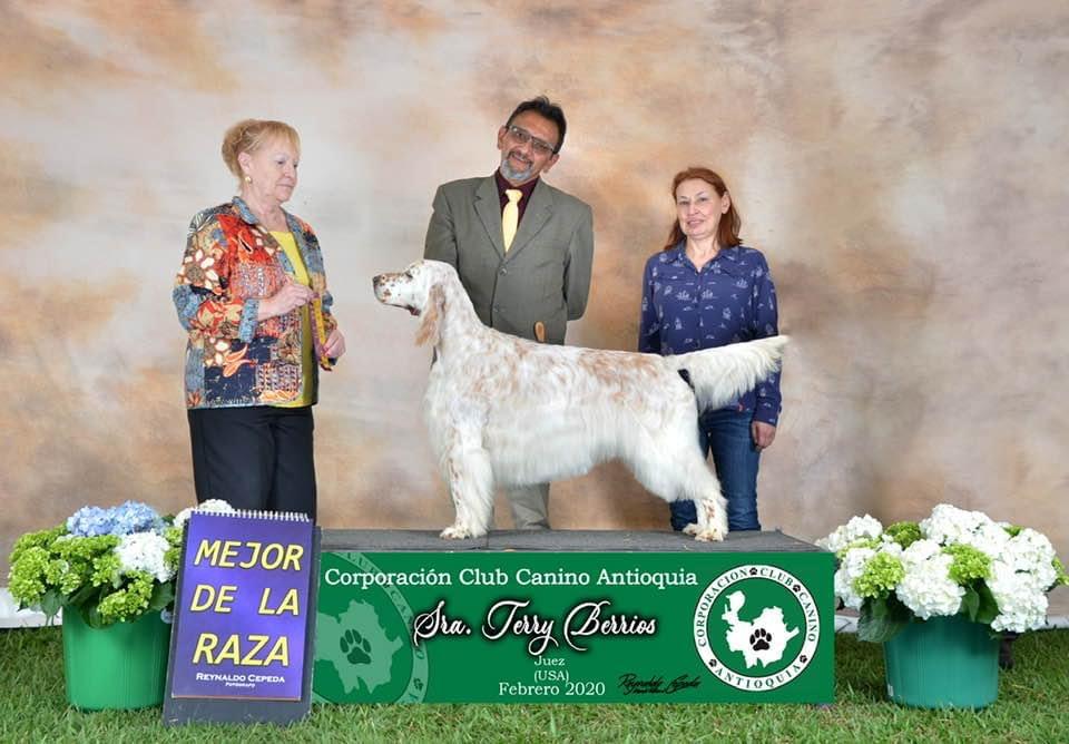 Set’r Ridge’s Carmel Delight | English Setter 