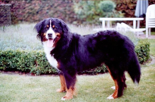 Yenthe de Samaika | Bernese Mountain Dog 