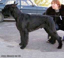 Lord Killer iz Nevskoy Imperii | Giant Schnauzer 