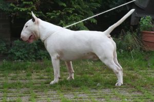 Trick or Treat Armaggedon | Bull Terrier 