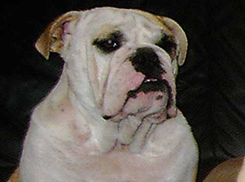 WALLENSTEINS RONJA | Olde English Bulldogge 