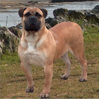 Sentinelle des Jardins d'Atlantis | Bullmastiff 