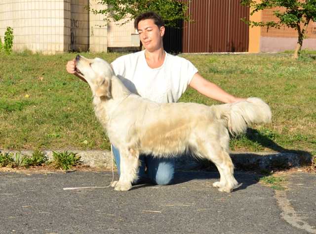 SUPPER STAR Forward Ukraine | Golden Retriever 