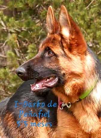 I-Darko de Peñafiel | German Shepherd Dog 