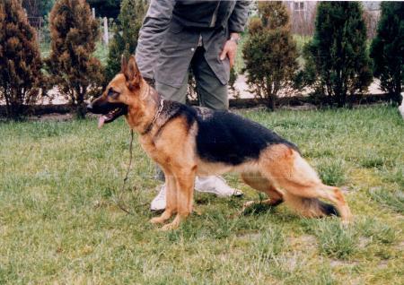 Silke vom Wendelinusturm | German Shepherd Dog 