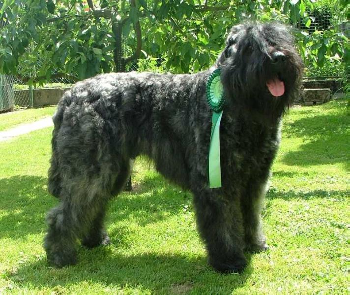 Armand de l'Ami Gris | Bouvier des Flandres 