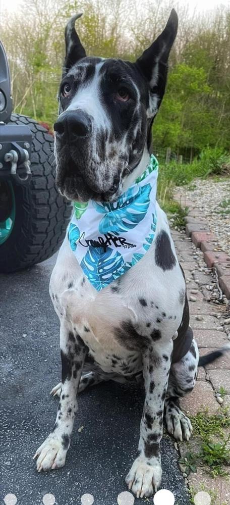 Slobber Kiss Oakley | Great Dane 