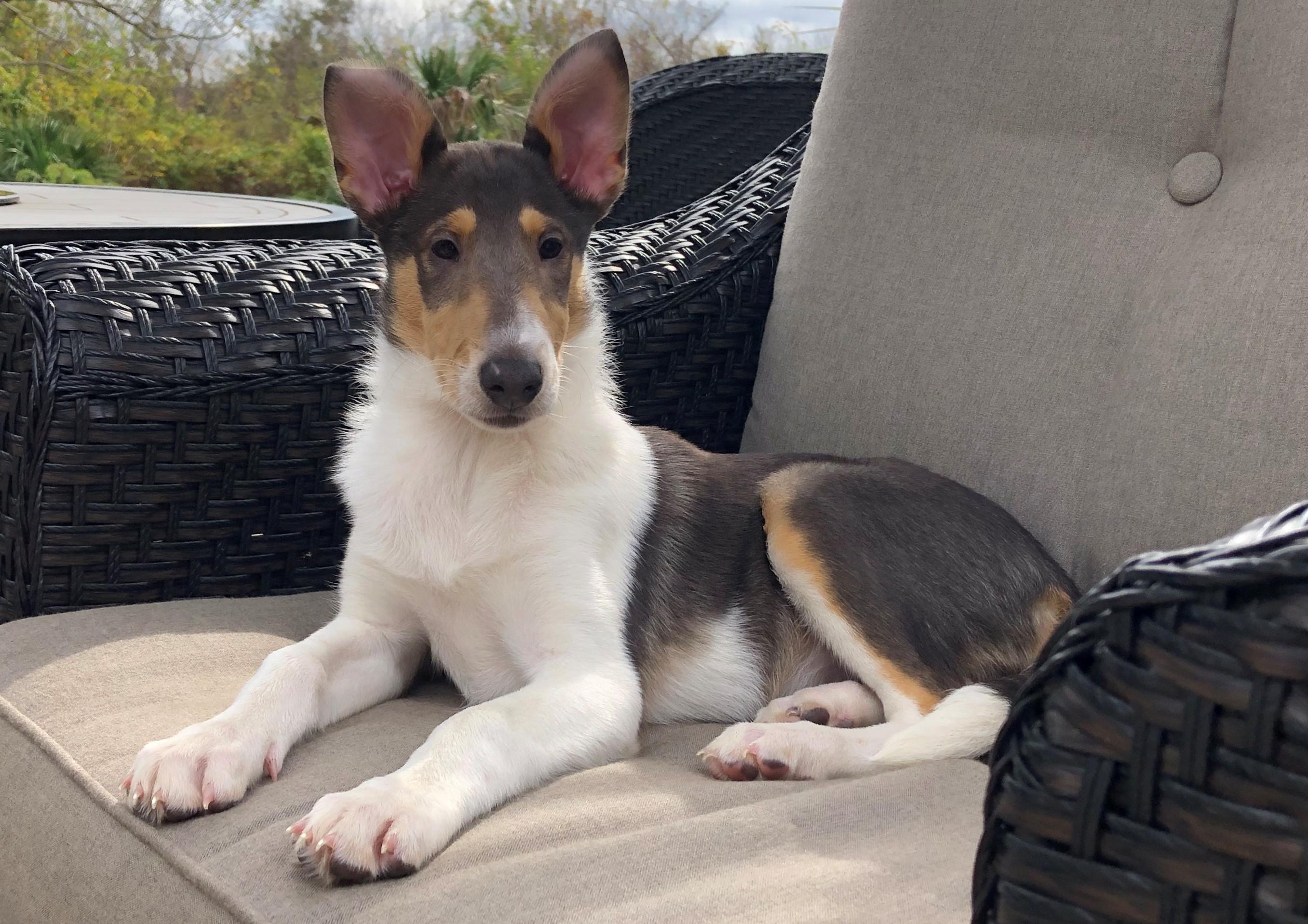 Smooth Collie