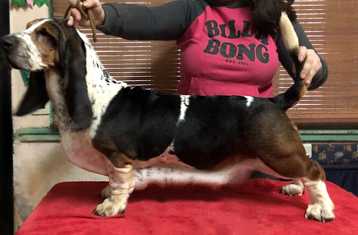 LONGAS ORELHAS cayetana by Neal | Basset Hound 