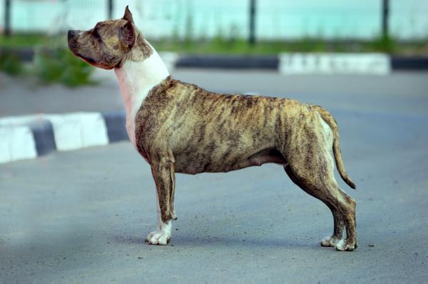 Bakaroro end Itubori Okinava | American Staffordshire Terrier 