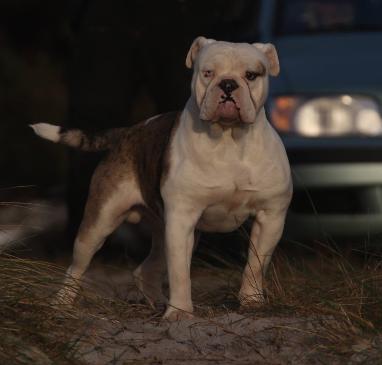 Ostergaard's Kaj | Olde English Bulldogge 