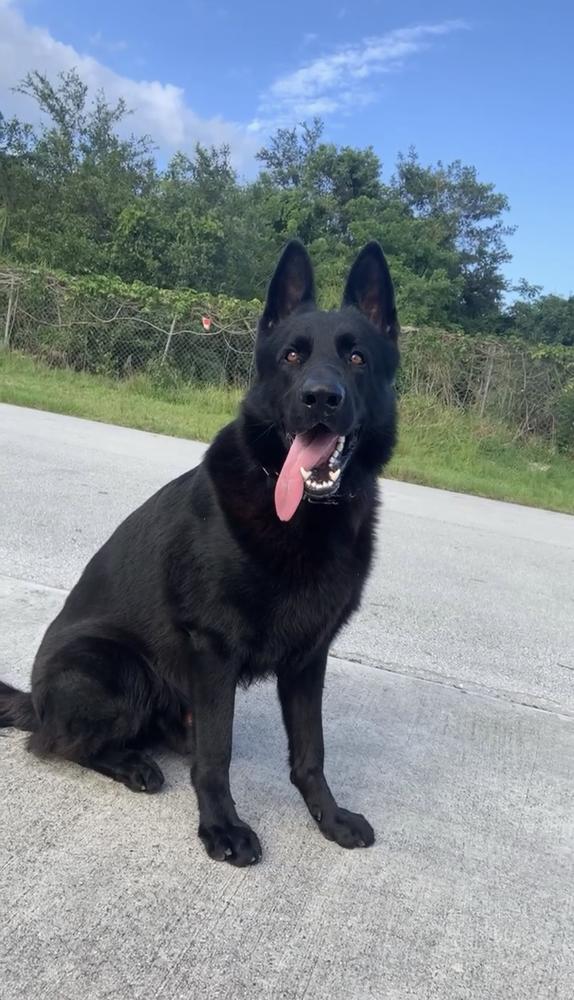 Kai Vom Kustenwache Fonseca | German Shepherd Dog 