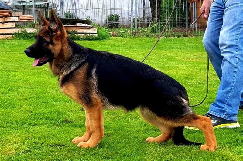 Hacci von der Freiheit Westerholt | German Shepherd Dog 