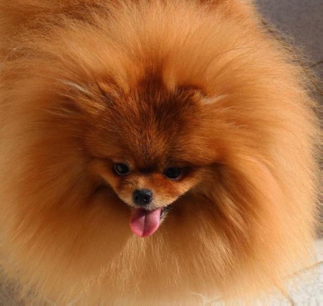 Time will Tell of Queen Charlotte | Pomeranian 