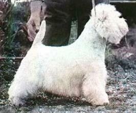 Ashgate Sinclair | West Highland White Terrier 