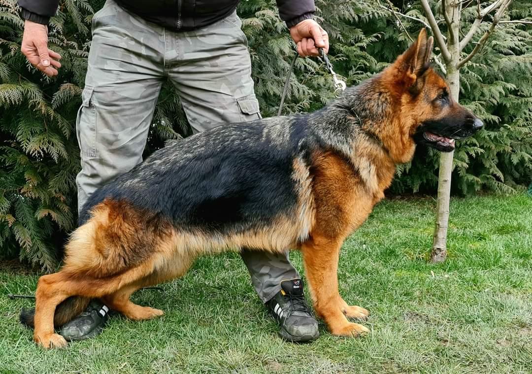 Dona von Bad-Box | German Shepherd Dog 
