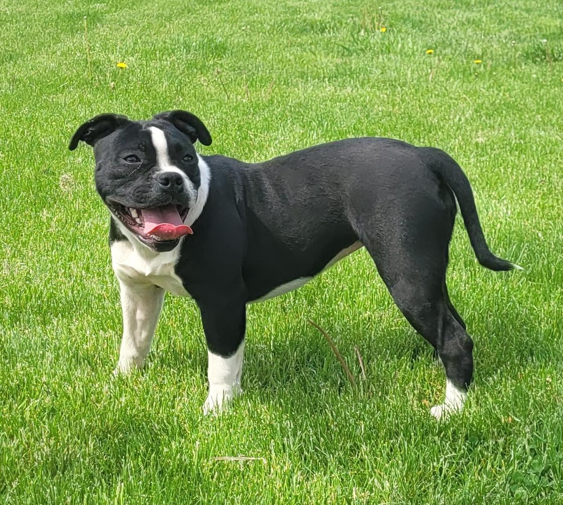 Kkbf holly | Olde English Bulldogge 