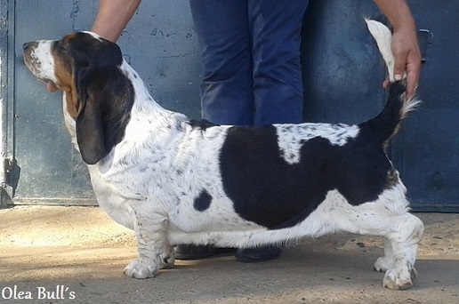 Alfa de la Vega del Genil | Basset Hound 