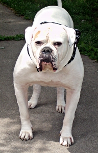 Henry's Bad Bella | Olde English Bulldogge 