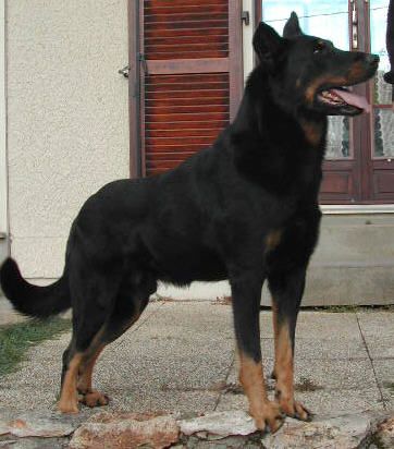 P'kougar du Clos de la Cecileraie | Beauceron 