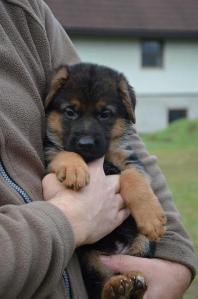 Bellatrix von Nifelsheim | German Shepherd Dog 