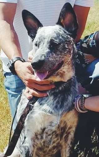 LexiXDusty(Cy) | Australian Cattle Dog 