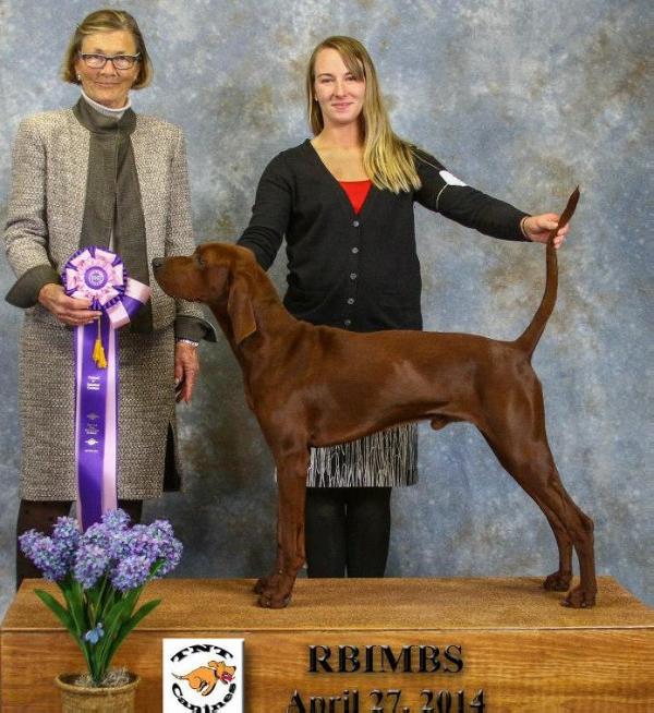 Mount Hopes Buford T Justice | Redbone Coonhound 