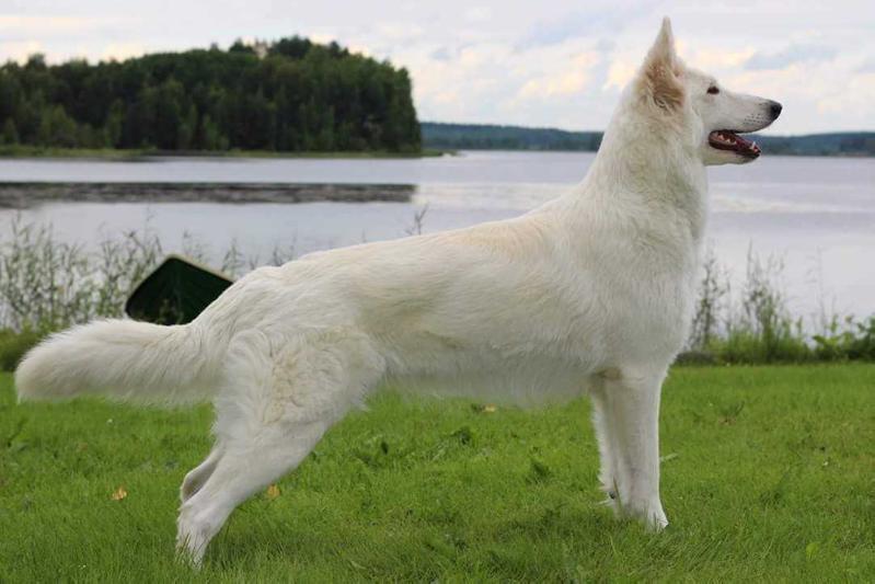 ANY MAN'S AVADA KEDAVRA | White Swiss Shepherd Dog 