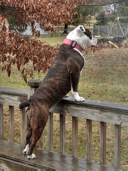 BR. Dotson's Charlotte Carolina Cowboy | Olde English Bulldogge 