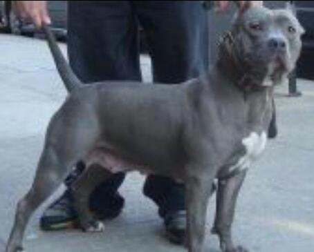 BLUE ZIONS SUAREZ BULLS SABLE | American Pit Bull Terrier 
