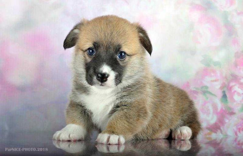 LIST AUS GARTEN ALEGRA SCHLAUER FUCHS | Pembroke Welsh Corgi 