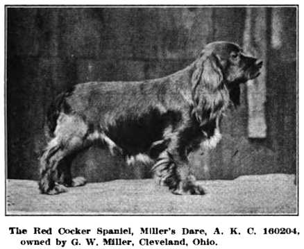 Miller's Dare | English Cocker Spaniel 