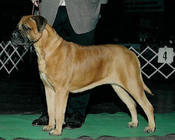 Ishana´s stella luminosa de matina | Bullmastiff 