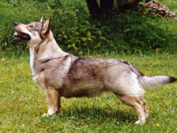 ANTIMOS CALAMITY JANE | Swedish Vallhund 