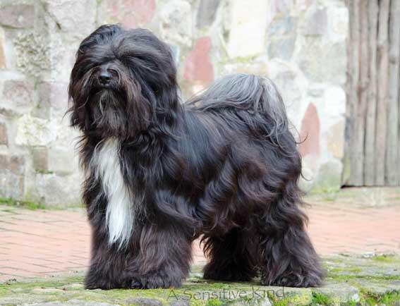 SILGARHI LAGS-PA JO-DAH | Tibetan Terrier 