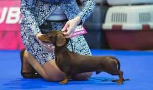 Sunlux chilton | Dachshund 
