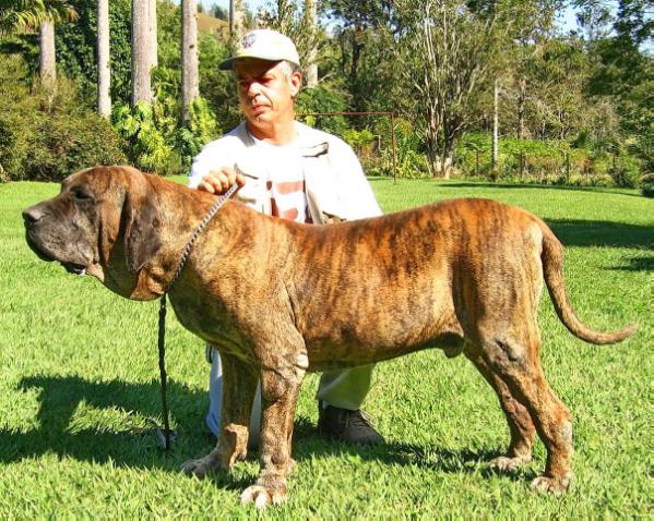 Café da Boa Sorte | Fila Brasileiro 