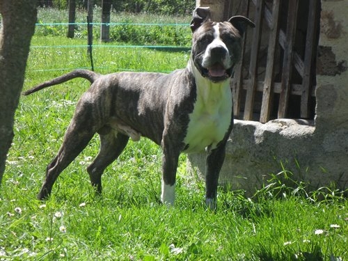Creole Queen Bones Thugz &amp; Harmony | American Staffordshire Terrier 